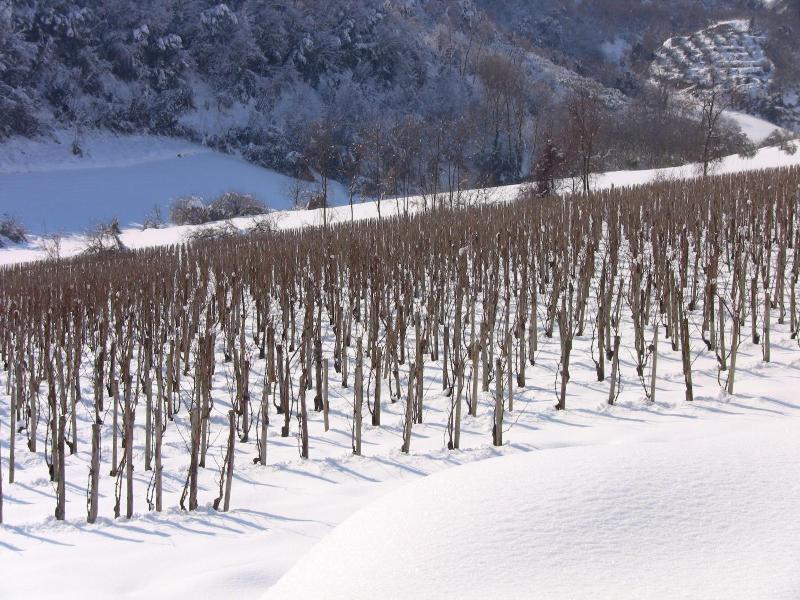 Il Corbezzolo image