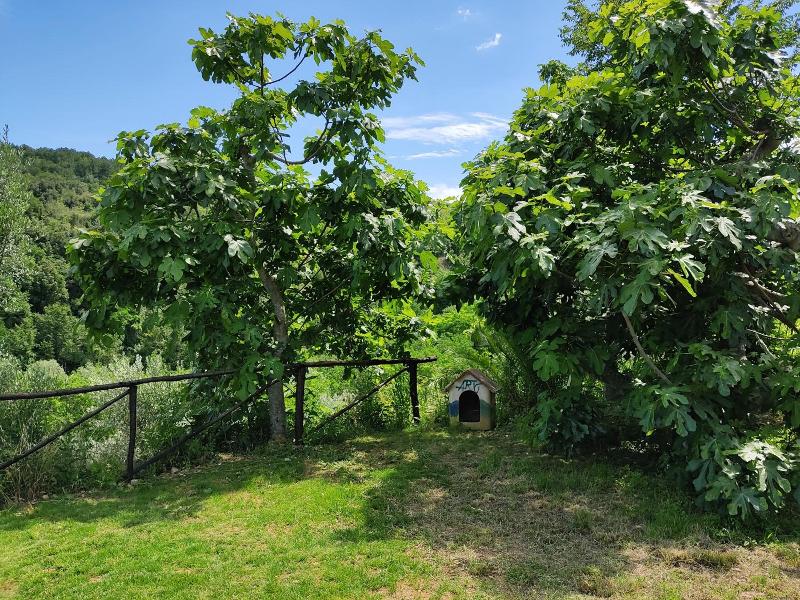 Il Corbezzolo image