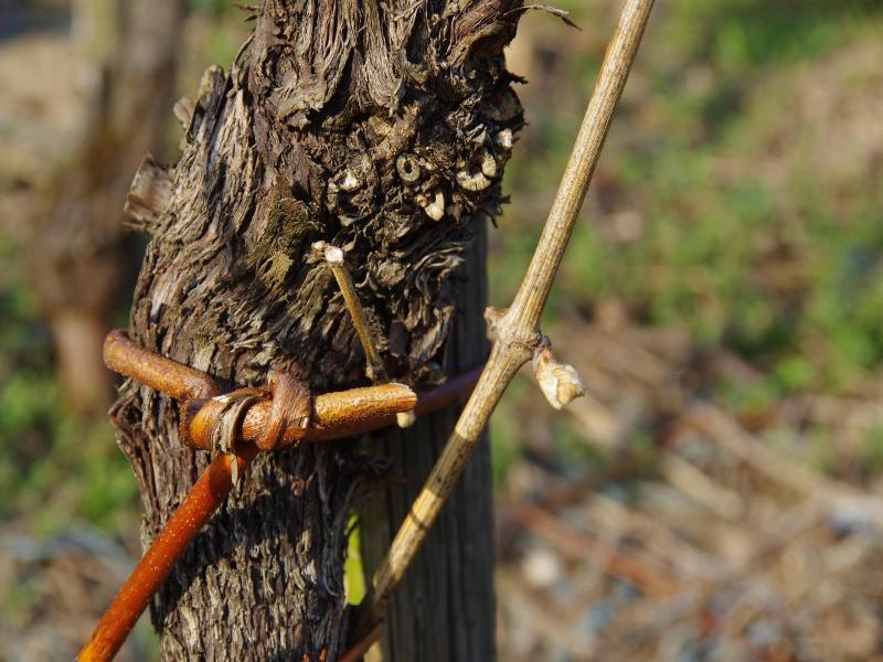 Weingut Weich image