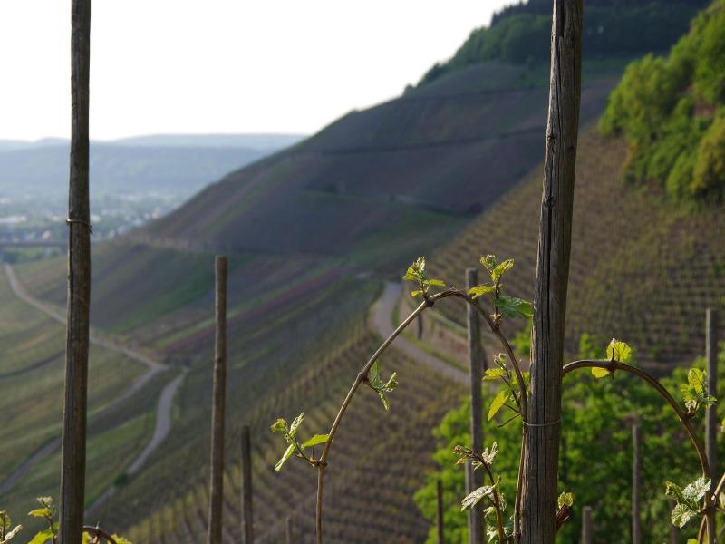 Weingut Weich image