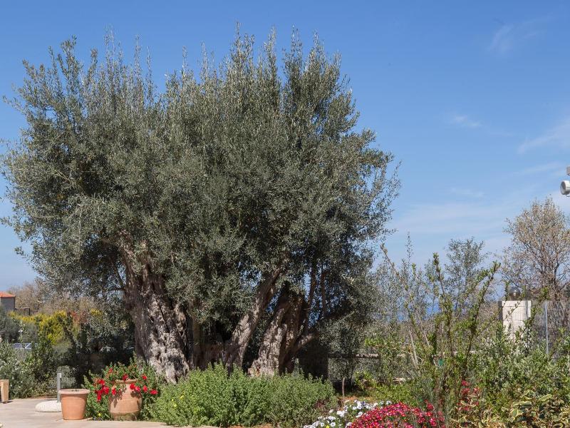 Vederi Estate image