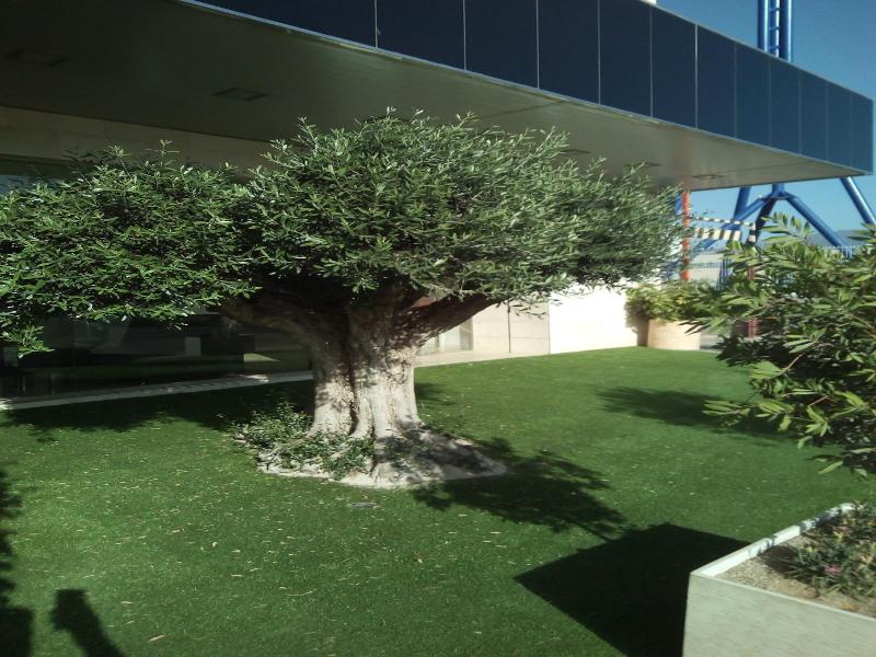 Olimpia image