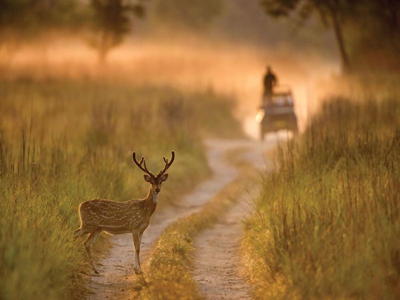 Jim Corbett Marriott Resort & Spa