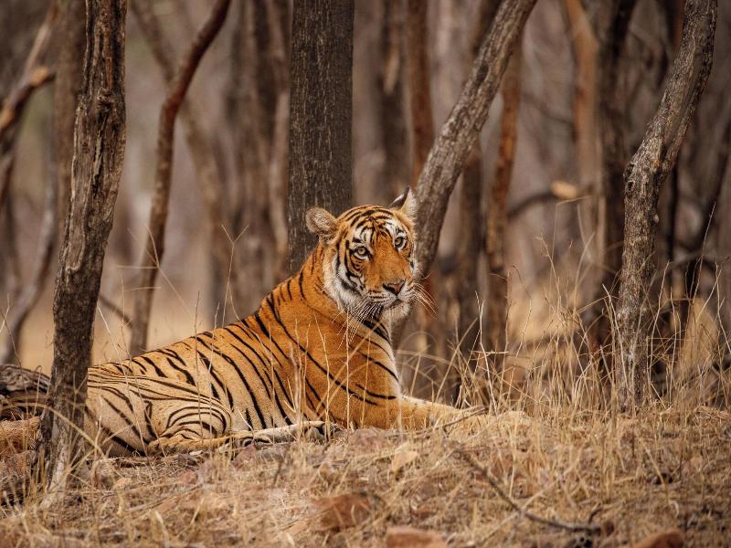 Jim Corbett Marriott Resort & Spa