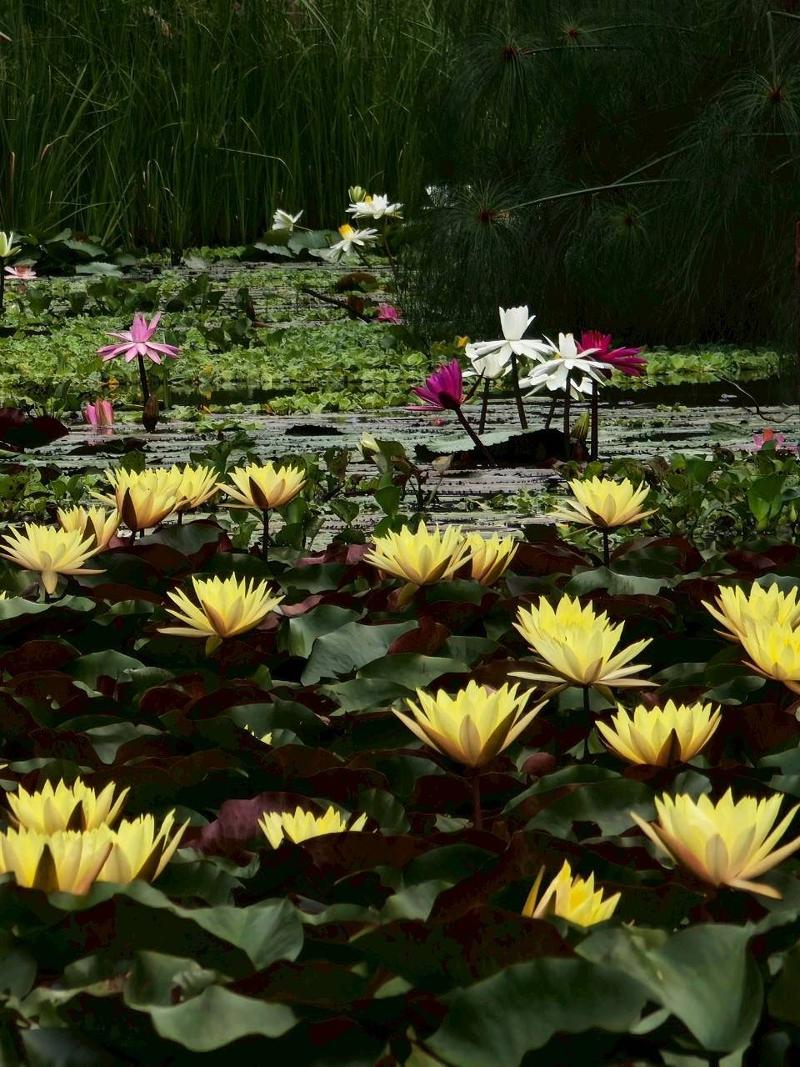 Saikaew Resort By Zuzu image