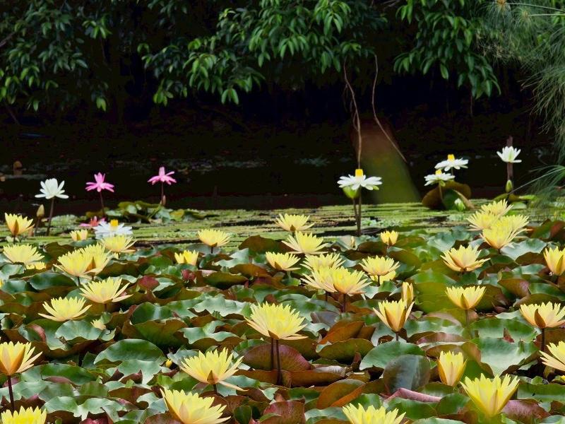 Saikaew Resort By Zuzu image