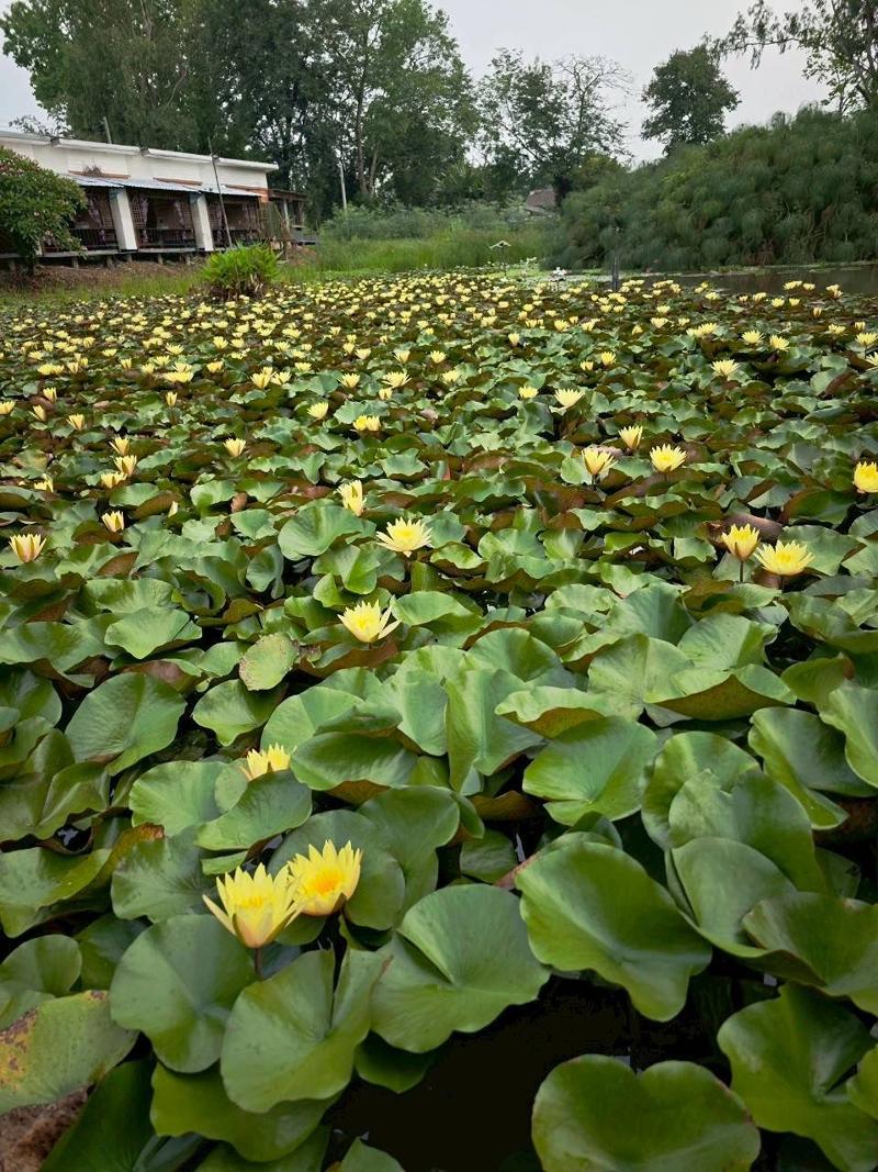 Saikaew Resort By Zuzu image
