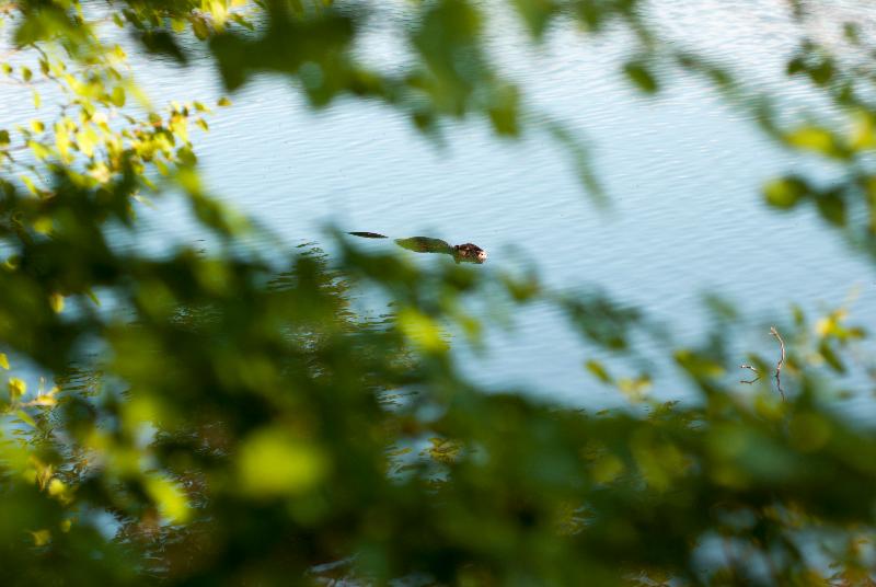 Repere Sauvage image