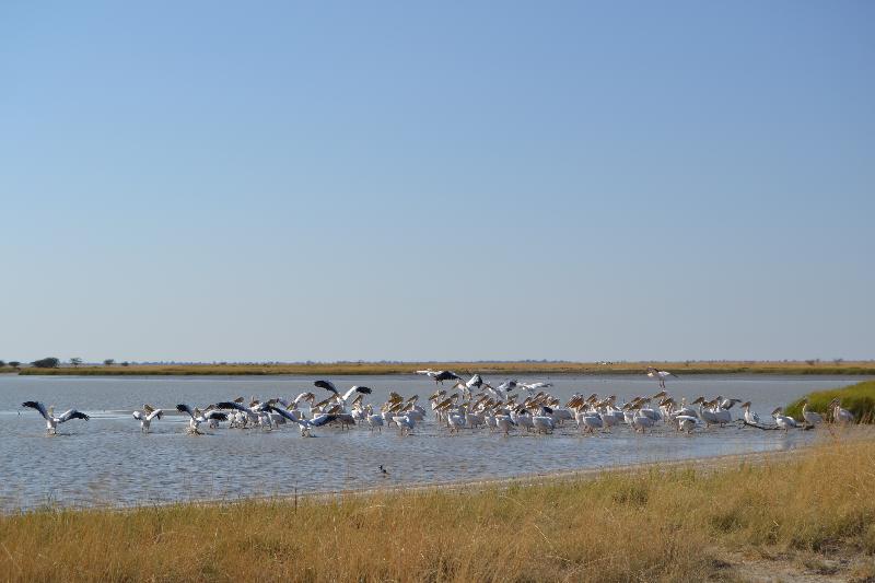 Chobe Sunset Chalets image