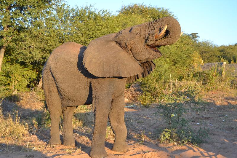 Chobe Sunset Chalets image