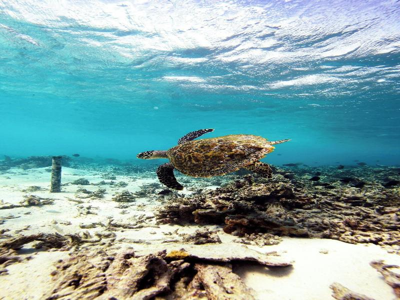 W Maldives image