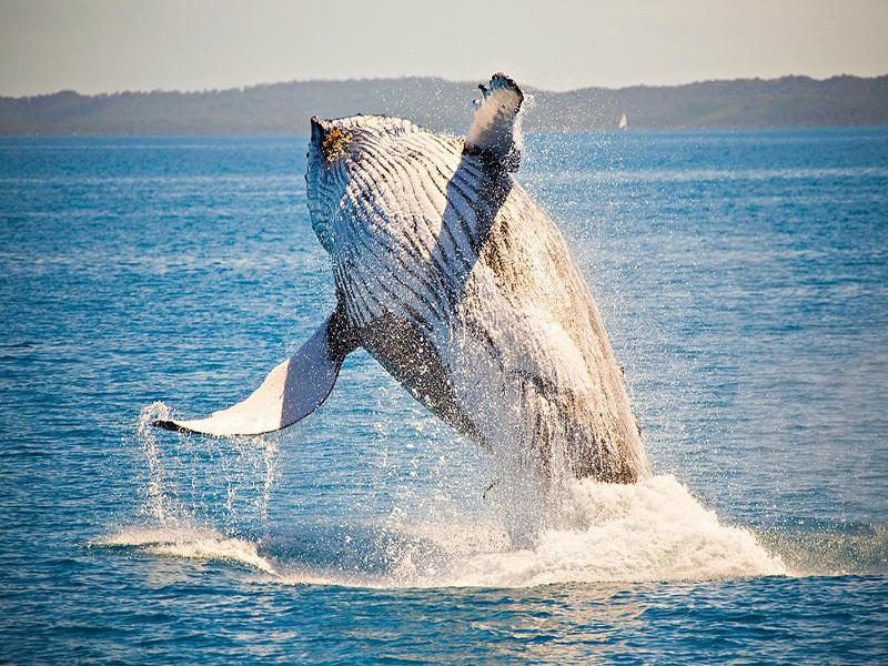 Ingenia Holidays Hervey Bay image