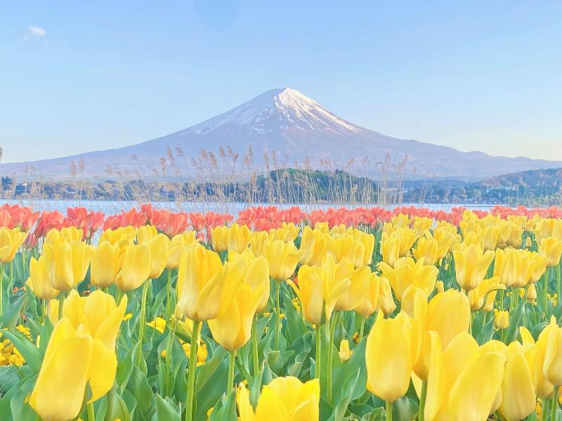 Haostay Kawaguchiko Art Museum image