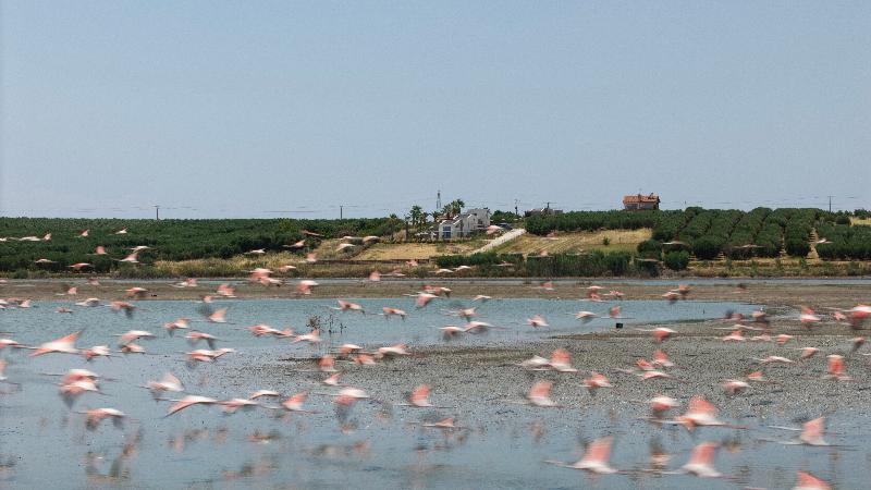 Flamingo View Suites & Villas image