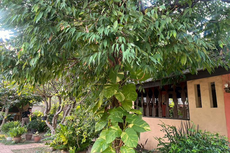 Royal Shilton Resort