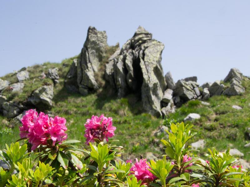 Alpengasthof Grimmingblick image
