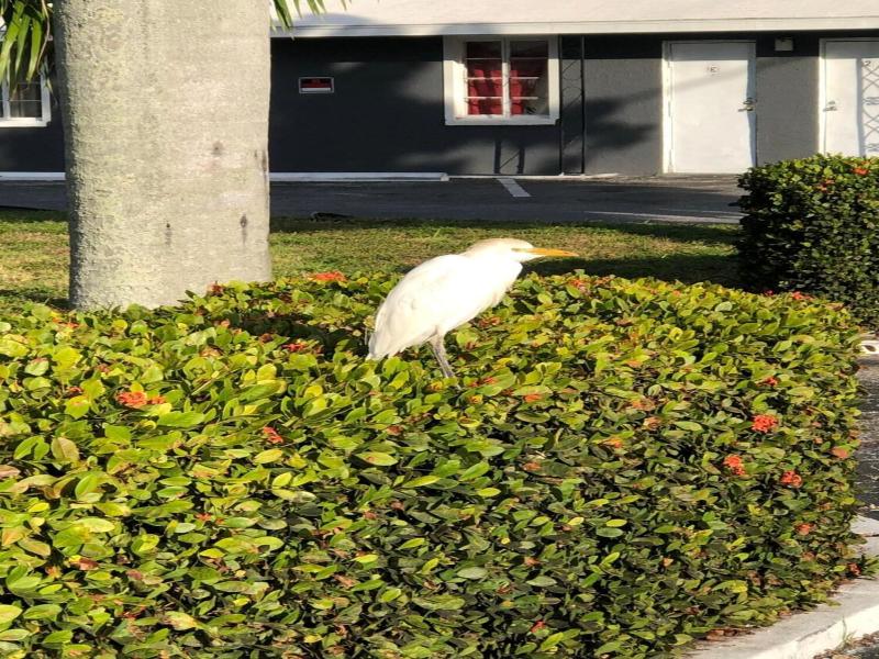 Bay Breeze Inn Bradenton Downtown image