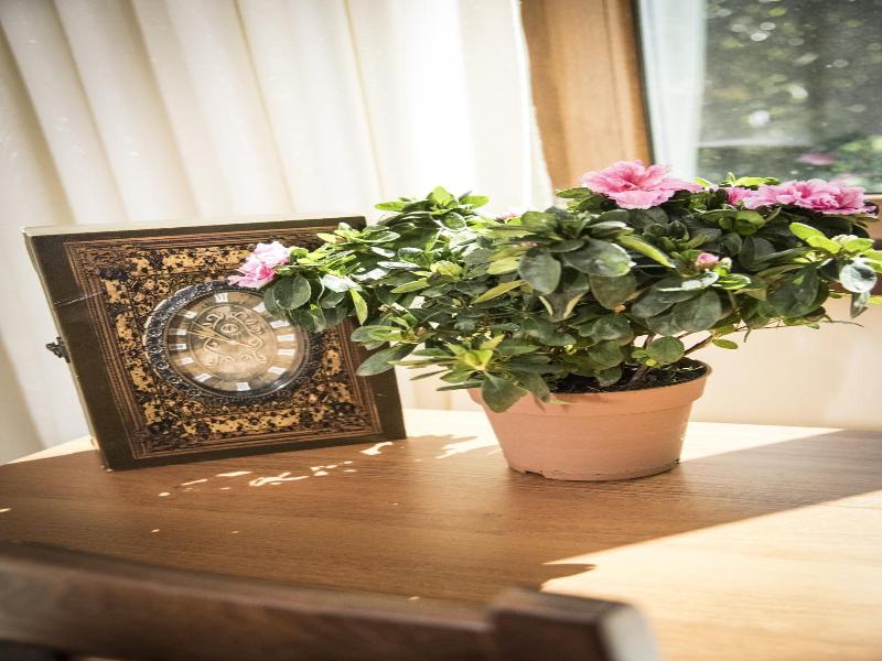 Hotel Saint Nedelya image