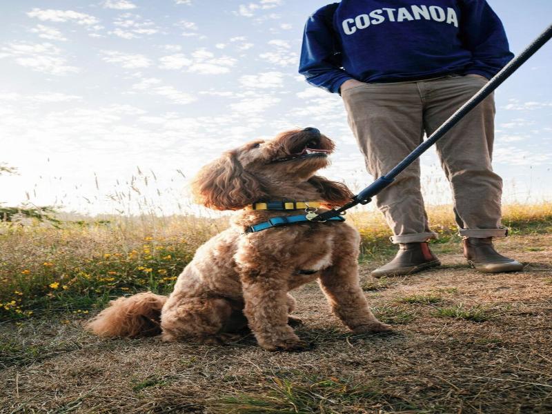 Costanoa