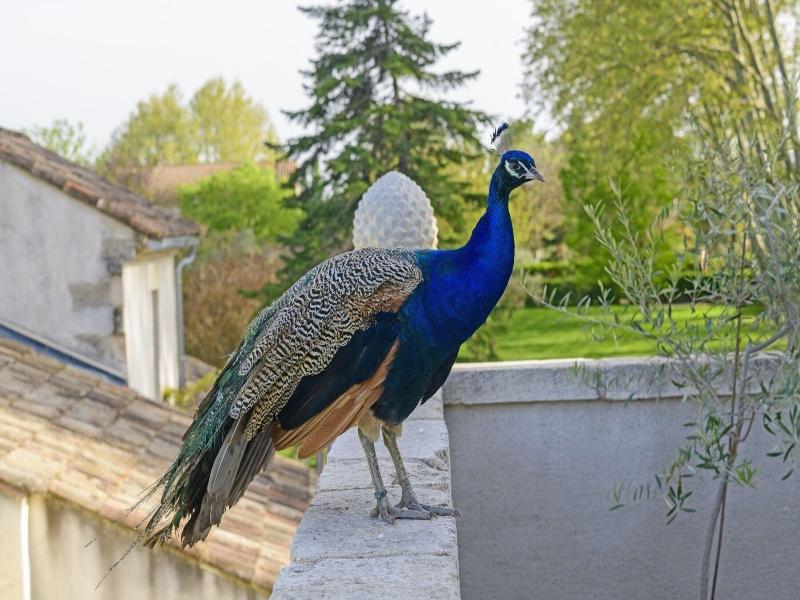 Bastide De Bellegarde image