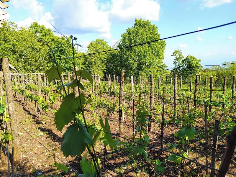 Chateau Chikovani image