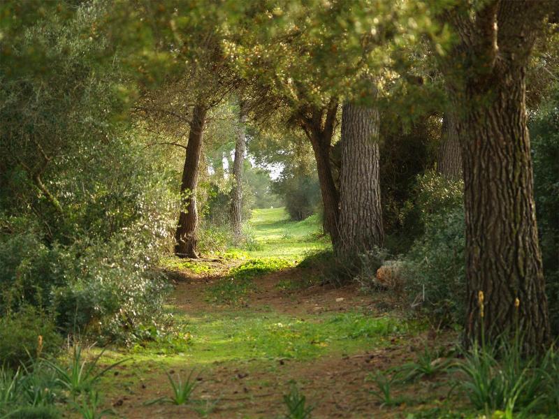 Ses Arenes  image