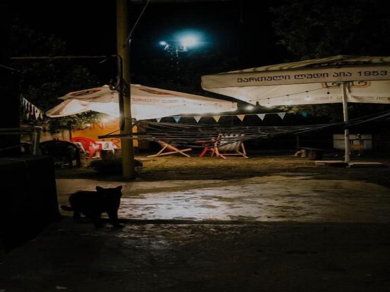 Dingo Backpackers Hostel image