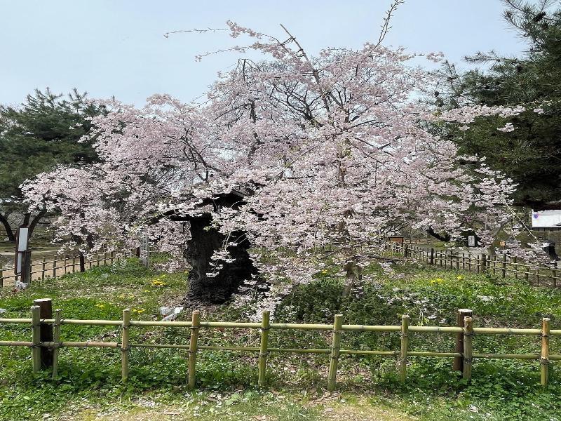 Nunobikionsen Komoro image