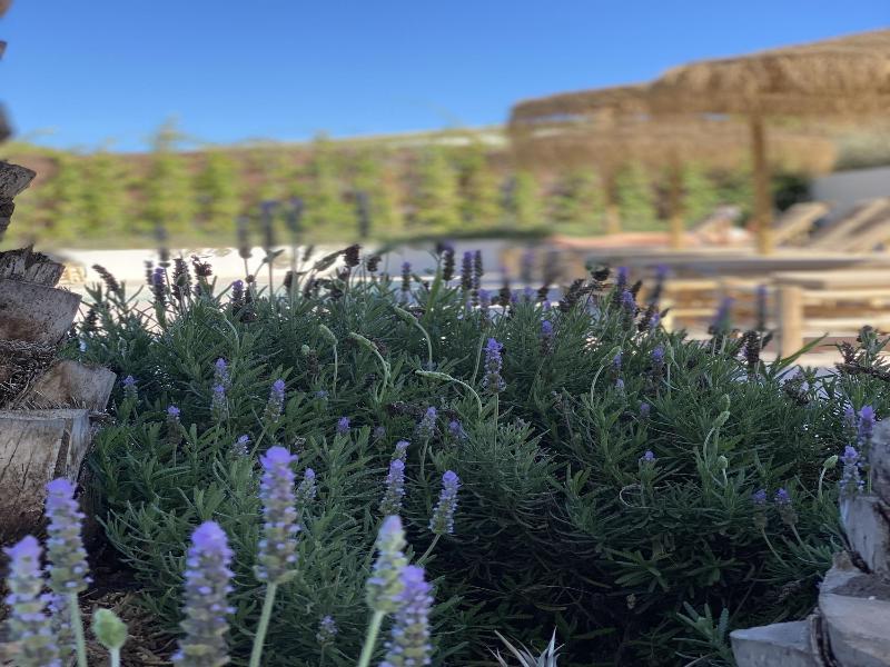 The Olive Boutique Suites And Spa image