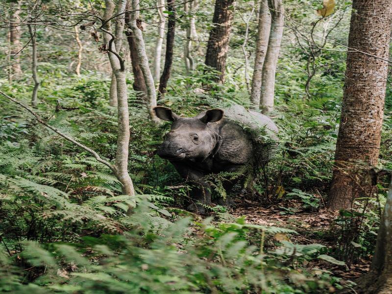 Kasara Resort - Chitwan National Park image