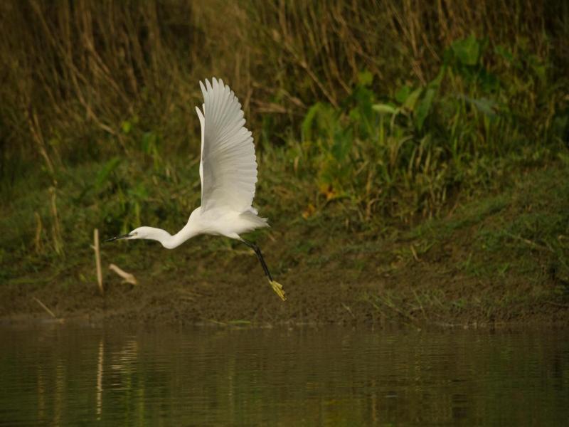 Kasara Resort - Chitwan National Park image
