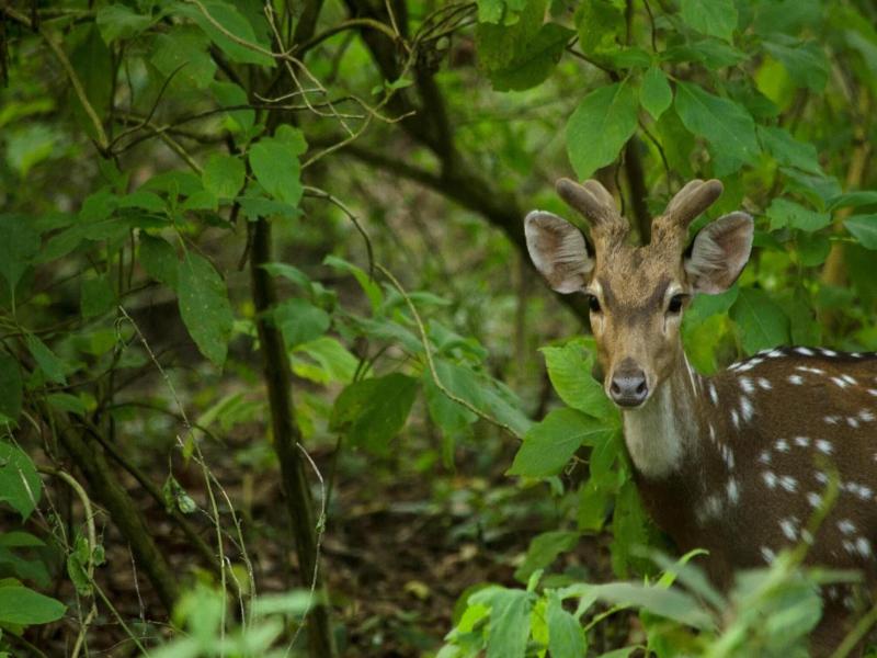 Kasara Resort - Chitwan National Park image