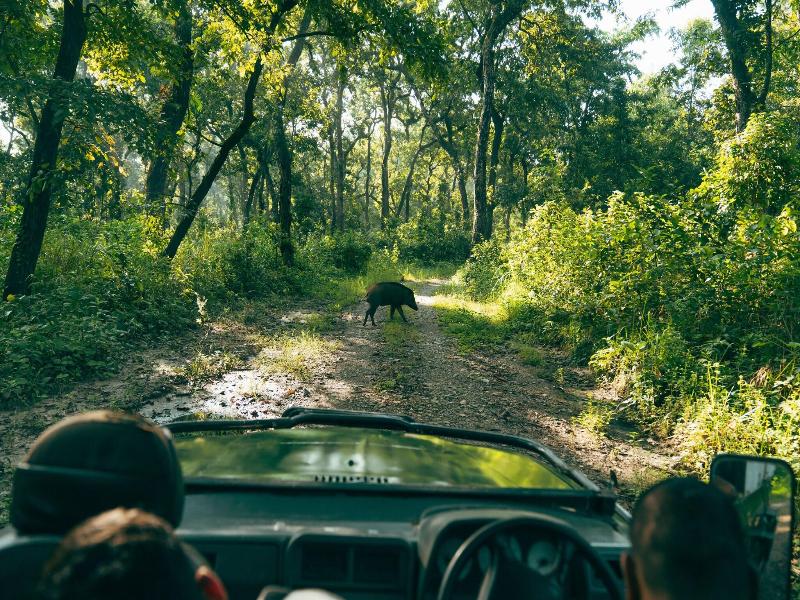 Kasara Resort - Chitwan National Park image