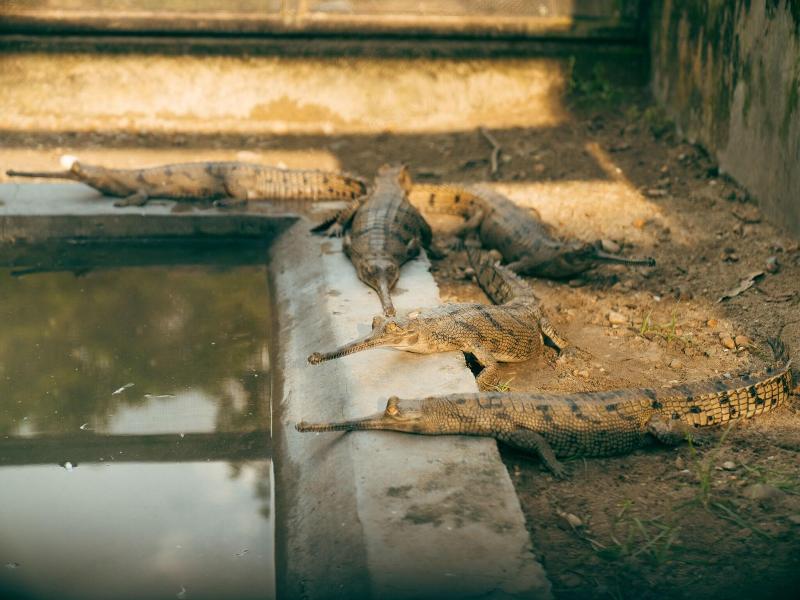 Kasara Resort - Chitwan National Park image