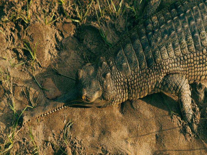 Kasara Resort - Chitwan National Park image