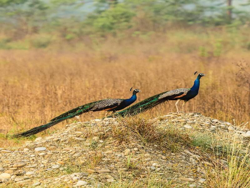 Kasara Resort - Chitwan National Park image