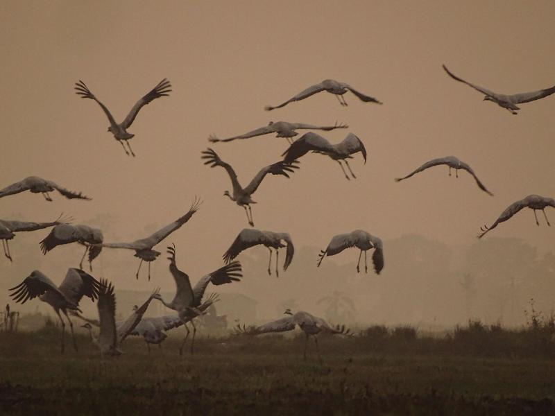 Kasara Resort - Chitwan National Park image