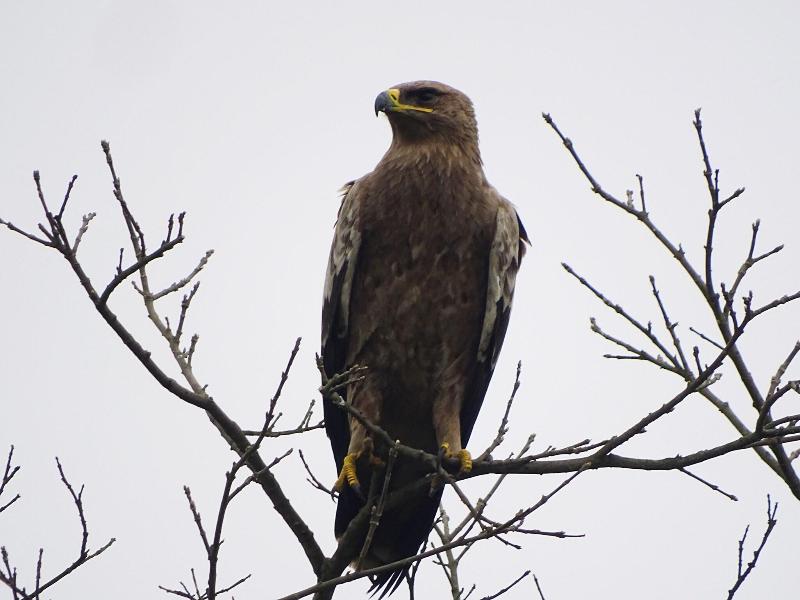 Kasara Resort - Chitwan National Park image