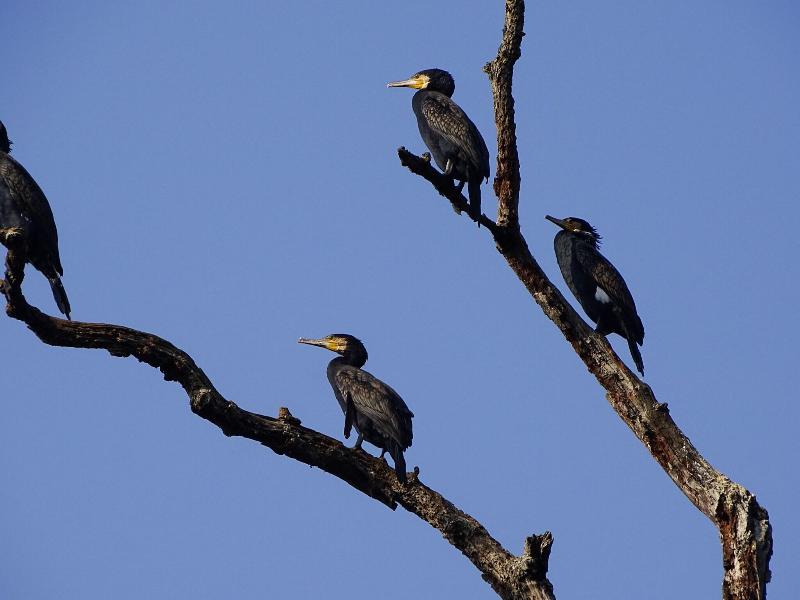 Kasara Resort - Chitwan National Park image
