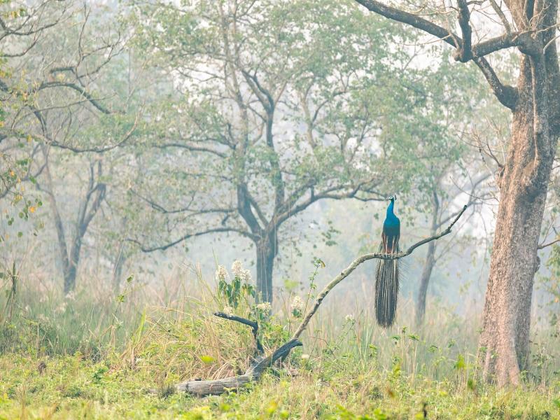 Kasara Resort - Chitwan National Park image