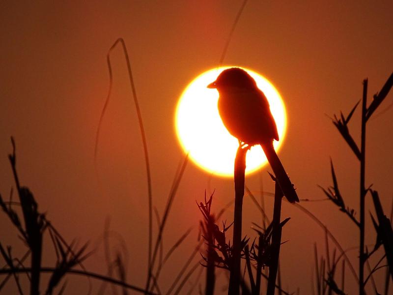 Kasara Resort - Chitwan National Park image