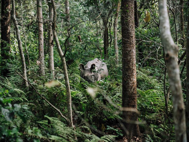 Kasara Resort - Chitwan National Park image