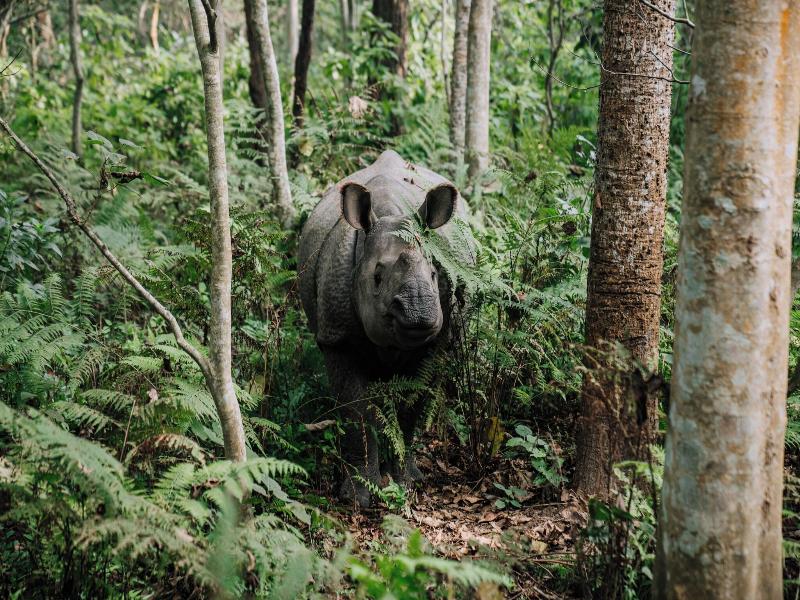 Kasara Resort - Chitwan National Park image