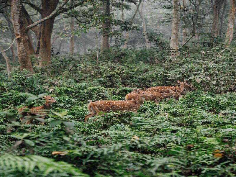 Kasara Resort - Chitwan National Park image