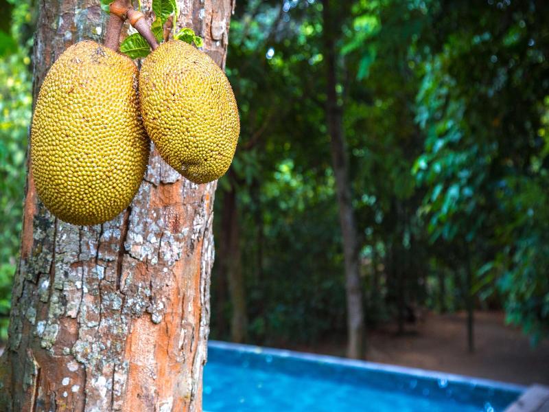 Ceylon Olive image