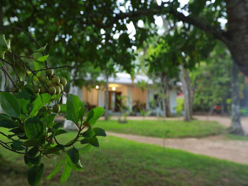 Ceylon Olive image
