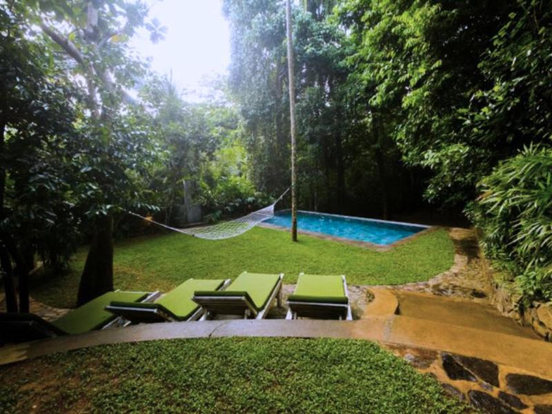Ceylon Olive image