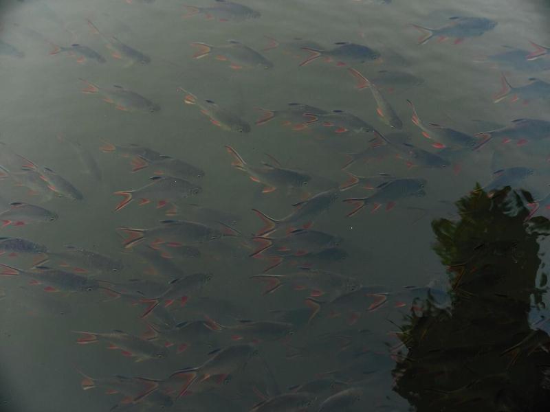Chong Khaep Aingkwai Resort image