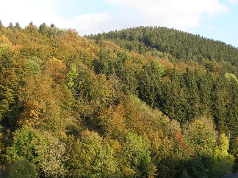 Pension Haus Waldfrieden image