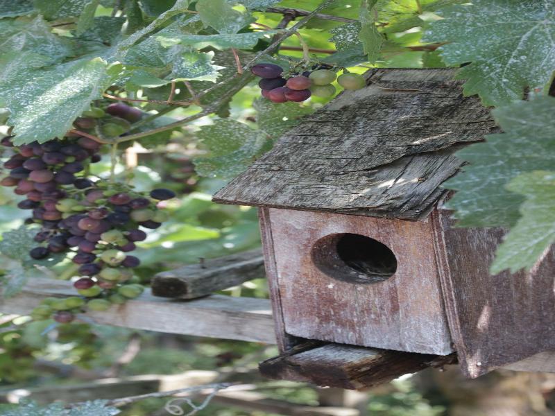 Guest House Caucasus image